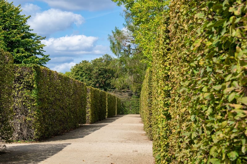 Labyrinth in the forest